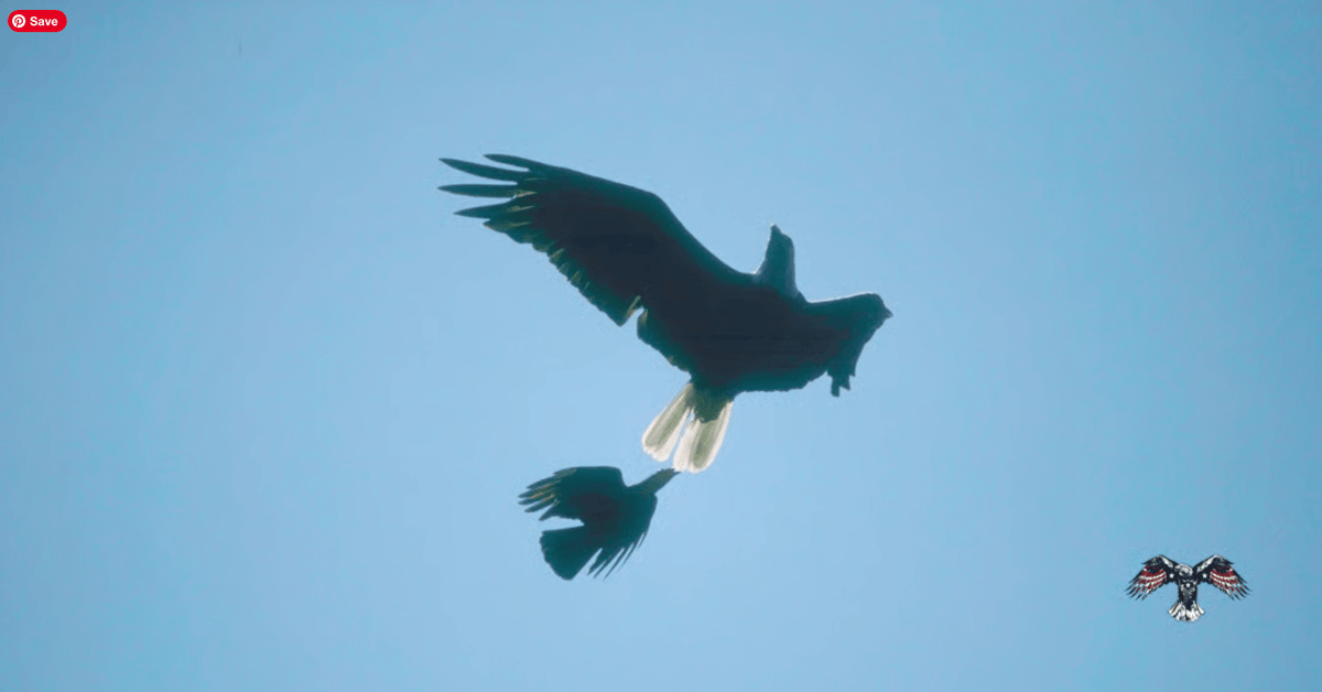 The Lesson Of The Eagle And Crow